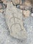 Puako Petroglyph Park