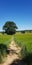 Public footpath across crop field.