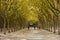 Public garden along Place des Quinconces, Bordeaux France, with a canopy of green trees