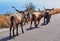 Public Goat Herding, Greece