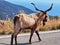 Public Goat Herding, Greece