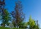Public landscape city park `Krasnodar` or `Galitsky park` with Norway maples Acer platanoides Crimson King and Princeton Gold