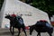 Public memorial honoring military animals in war London England