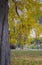 Public park in autumn with the trunk of a tree in the foreground with ochre leaves and many of them on the ground over the grass,