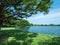 Public park a beatiful in nature and relaxation scene of green leaves shrub tree on grass field with lake and sky