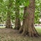 Public park with old trees. The Circus, Bath, Somerset, UK