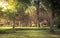 Public park scenery landscape with gazebo sunset sunlight in Royal Garden Peradeniya in Sri Lanka nearby Kandy