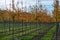 Public and privat garden, parks tree nursery in Netherlands, specialise in medium to very large sized trees, grey alder trees in