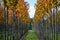 Public and privat garden, parks tree nursery in Netherlands, specialise in medium to very large sized trees, grey alder trees in