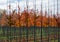 Public and privat garden, parks tree nursery in Netherlands, specialise in medium to very large sized trees, grey alder trees in