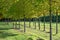 Public and privat garden, parks tree nursery in Netherlands, specialise in medium to very large sized trees, grey alder trees in