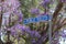 Public toilets sign between blooming Jacaranda flowers