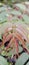 Pucuk daun muda segar Ailanthus altissima pohon Surian 286954495