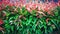 Pucuk merah - Oleina Syzygium