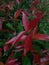 Pucuk Merah (Syzygium myrtifolium) is a shrub that is often used as an ornamental plant.