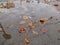 The puddle with colorful leaves on the sidewalk