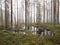 Puddle of flooding water in wetland forest