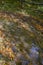 Puddle in forest reflecting sky and yellow fallen leaves across forest. Vertical image