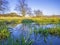 Puddle of fresh water and flooded grass. Sunset.