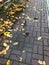 A puddle of leaves on the footpath
