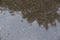 Puddle reflections of contour of trees with crowns, leaves foliage on wet asphalt pavement of city street road after summer rain.