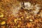 A puddle strewn with different yellow and orange fallen leaves and the reflection of trees in the water. natural view of the autum