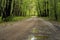 Puddles, country road, spring