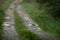 Puddles on the country woods road in foggy morning