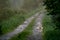 Puddles on the country woods road in misty morning