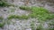 Puddles in grass in rain closeup