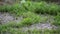 Puddles in grass in rain closeup