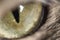 Puddles macro cat`s eye