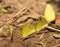 Puddling Little Yellow butterflies