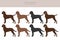 Pudelpointer clipart. Different poses, coat colors set