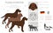 Pudelpointer clipart. Different poses, coat colors set