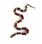 Pueblan milk snake or Campbell\'s milk snake