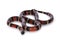 Pueblan Milk snake on white