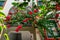 Puerto de mogan with lots of bougainvillea flowers, Canary Island