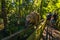 Puerto Iguazu - June 24, 2017: A Coati at the Iguazu Waterfalls, Wonder of the world, at Puerto Iguazu, Argentina