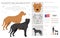 Puerto Rican Mastiff clipart. All coat colors set.  All dog breeds characteristics infographic