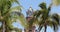 Puerto Vallarta Church of Our Lady of Guadalupe palm trees 4K