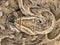 Puff adder