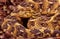 Puff Adder