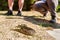 Puff adder (Bitis arietans) lying next to legs