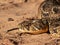 Puff Adder, a dangerously venomous snake viper from South Africa.