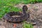 Puff Adder, a dangerously venomous snake viper from South Africa.