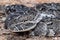 Puff Adder, a dangerously venomous snake viper from South Africa.