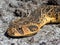 Puff Adder, a dangerously venomous snake viper from South Africa.