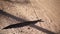 Puff adder, Kruger National Park, South African Republic