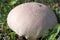 Puff-ball mushroom